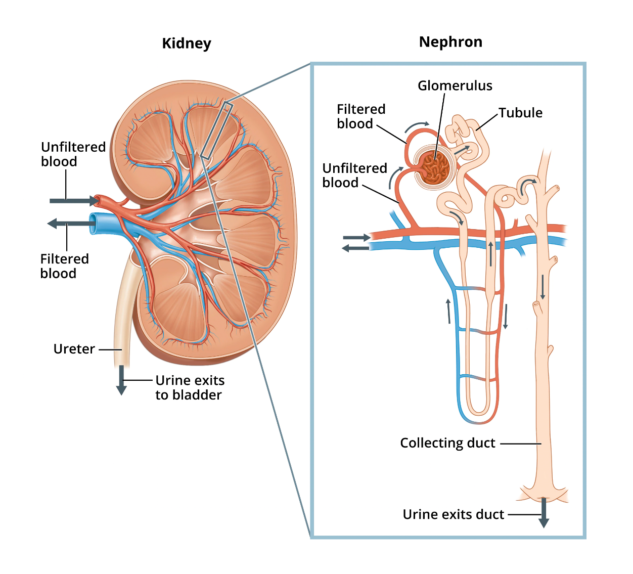 Uropeptide